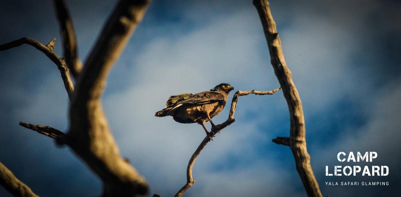 Camp Leopard - Yala Safari Glamping Hotell Exteriör bild