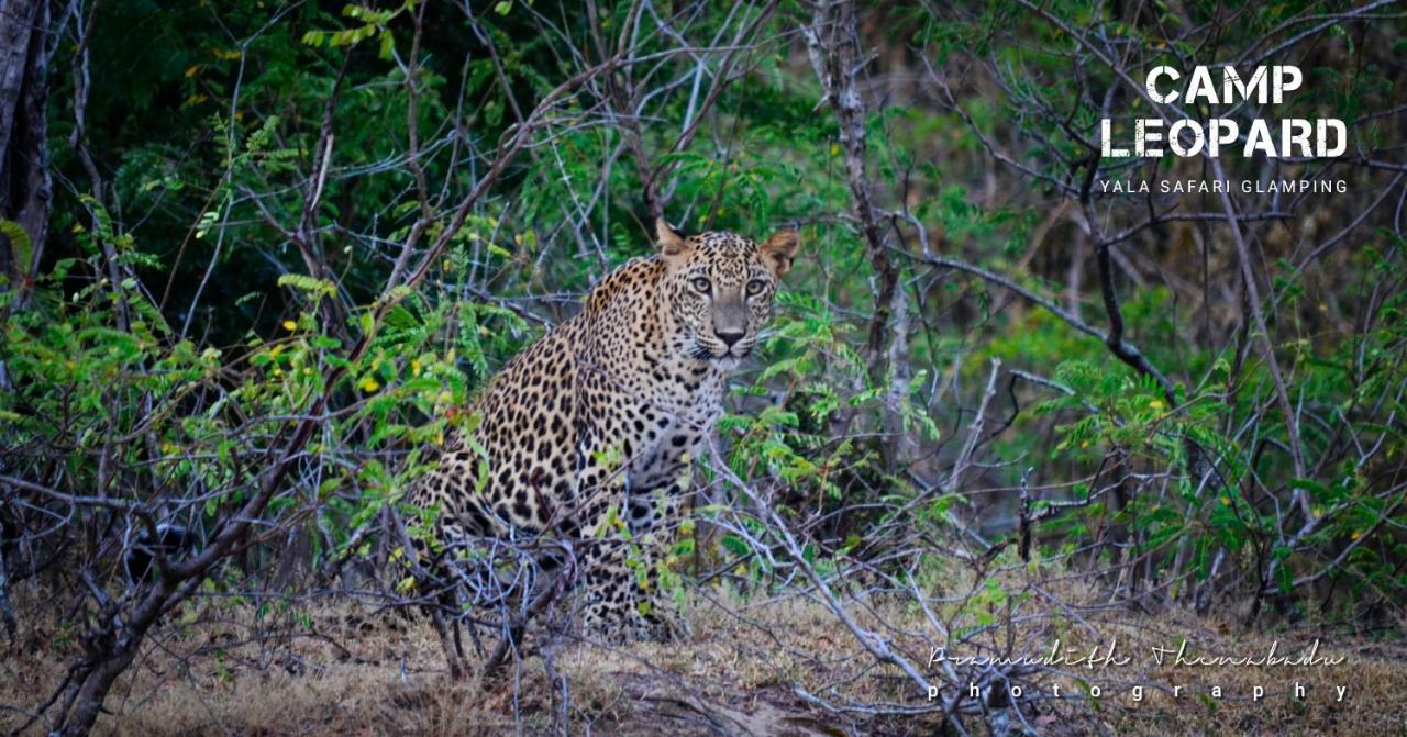 Camp Leopard - Yala Safari Glamping Hotell Exteriör bild