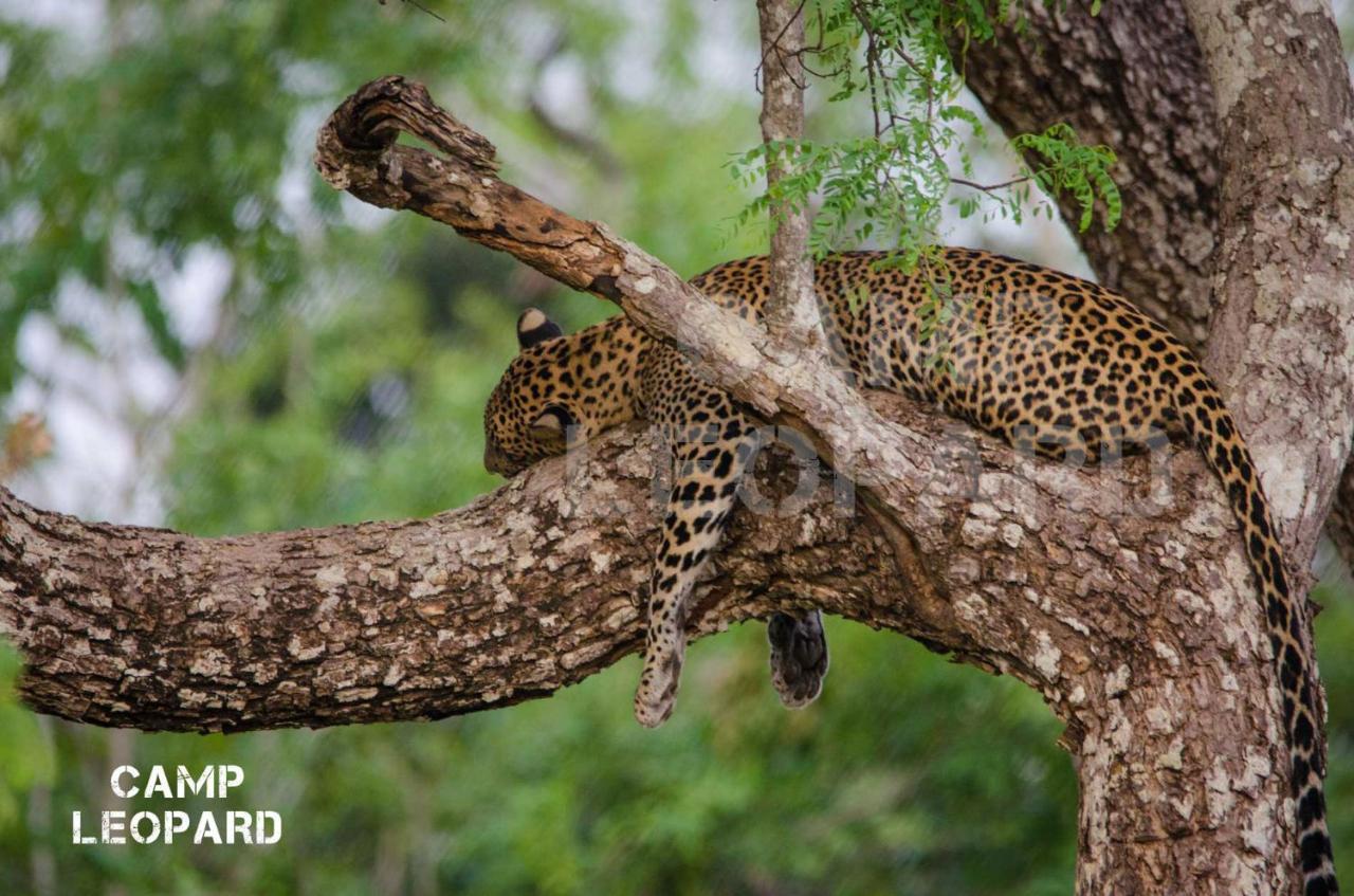 Camp Leopard - Yala Safari Glamping Hotell Exteriör bild