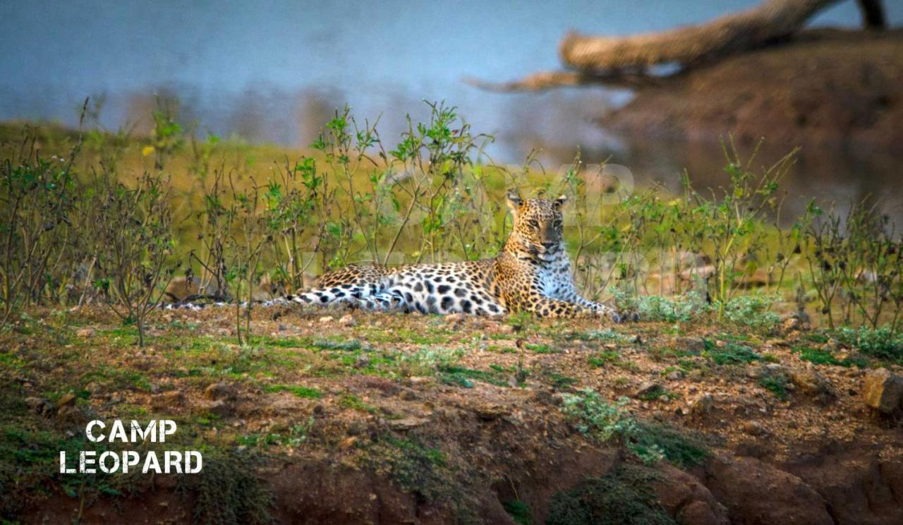 Camp Leopard - Yala Safari Glamping Hotell Exteriör bild