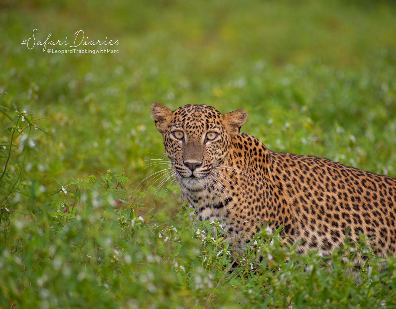 Camp Leopard - Yala Safari Glamping Hotell Exteriör bild
