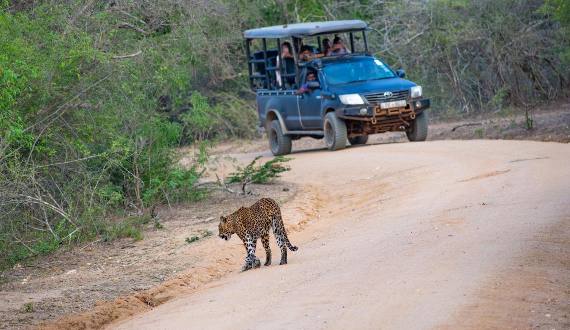 Camp Leopard - Yala Safari Glamping Hotell Exteriör bild