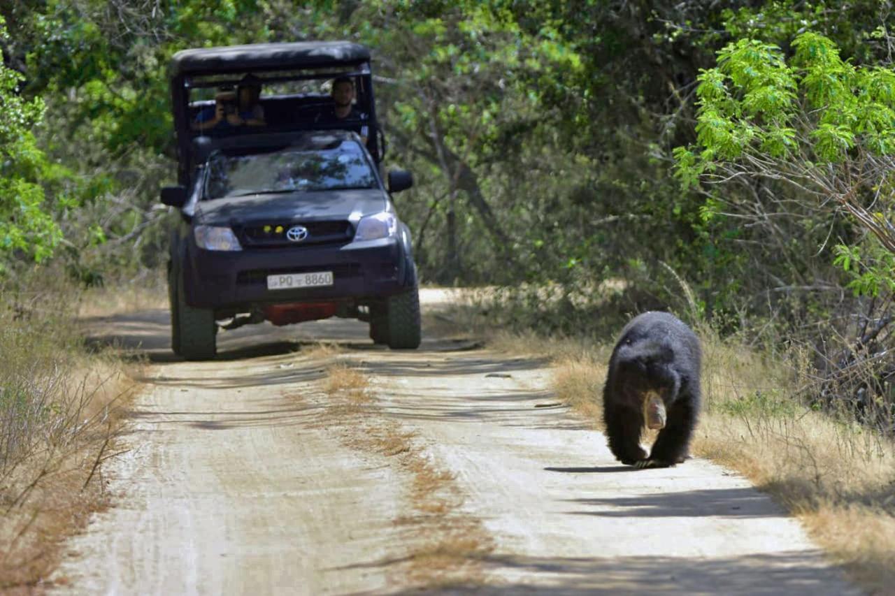 Camp Leopard - Yala Safari Glamping Hotell Exteriör bild